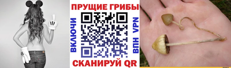 Псилоцибиновые грибы ЛСД наркошоп Тында